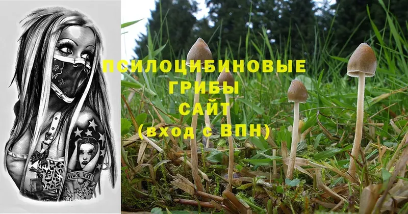 Псилоцибиновые грибы Psilocybine cubensis  Бугульма 